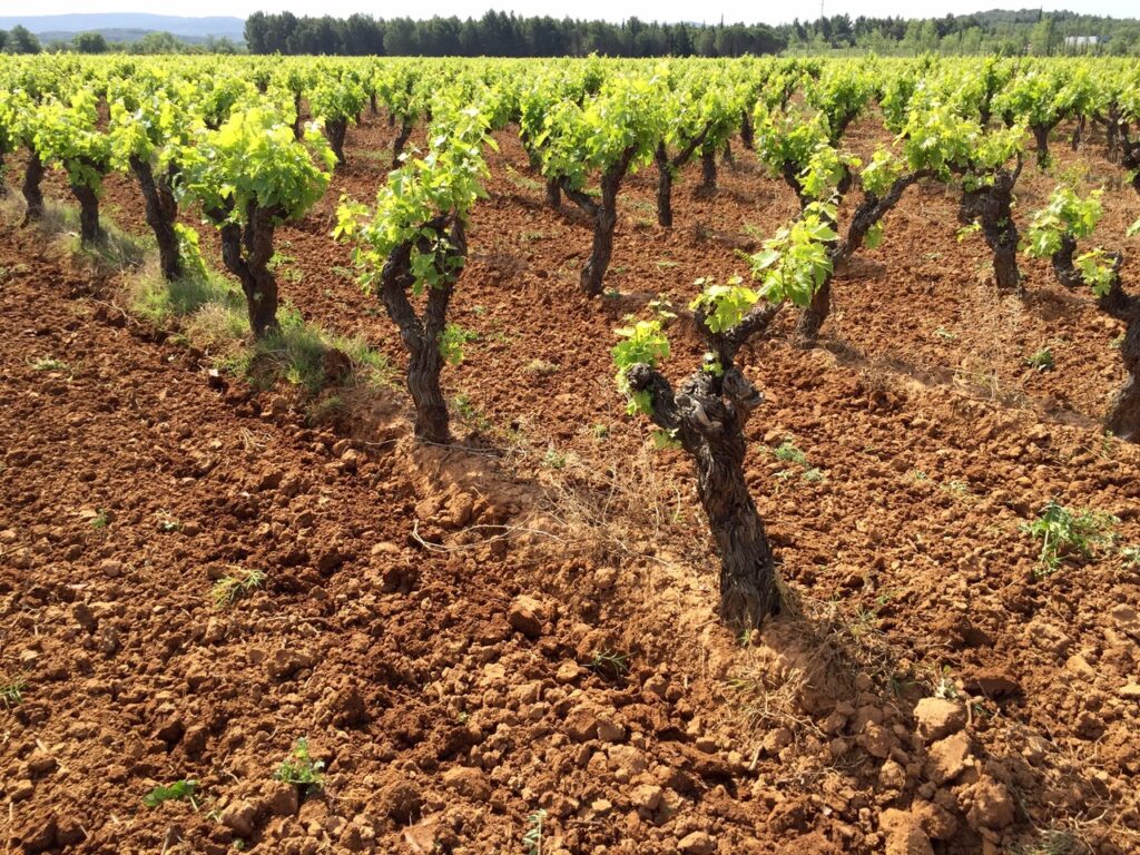 Plantação de videiras em Languedoc, na França.
