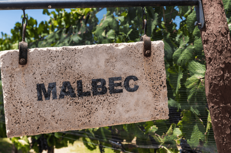 Malbec, a uva francesa que fez fama em terras argentinas