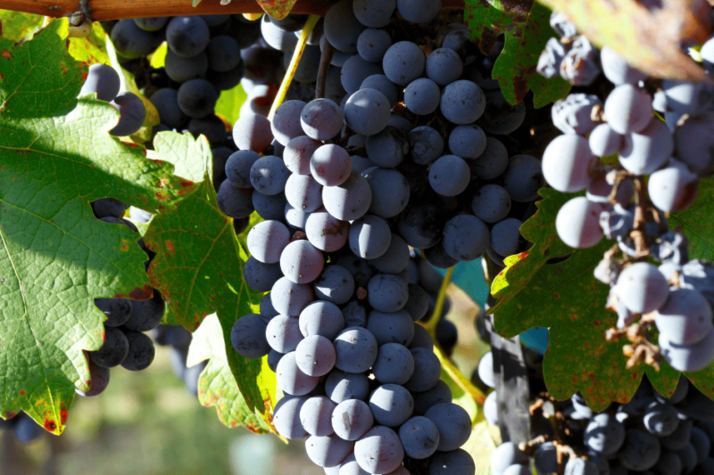 Tannat, conheça a uva além dos taninos