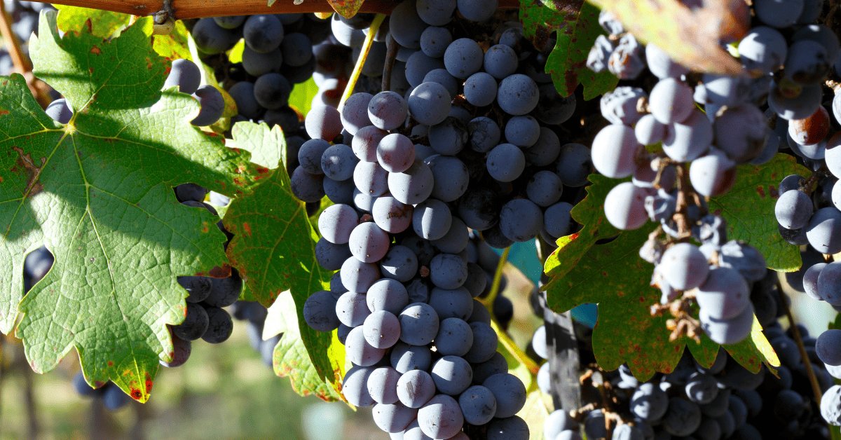 Cacho da uva Tannat.