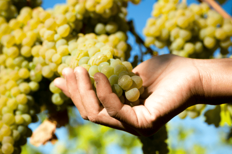 De quase extinta a fenômeno mundial, conheça a Viognier