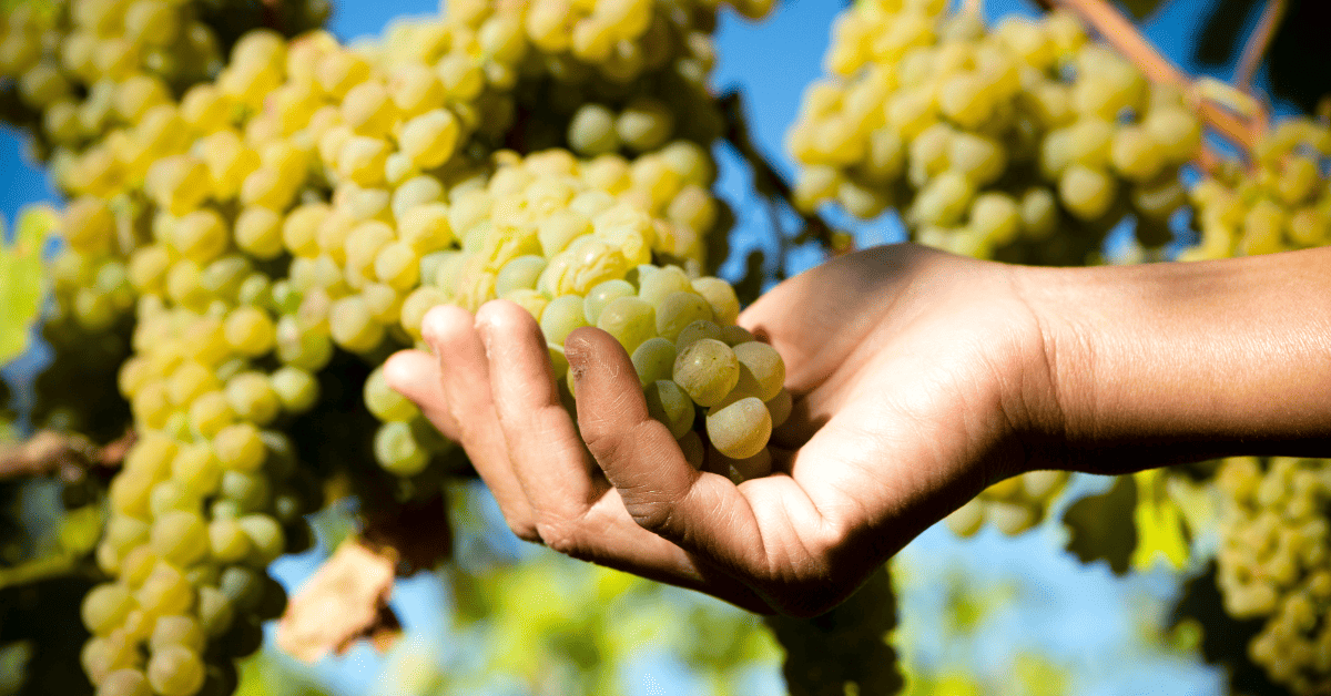 Cachos da uva Viognier.