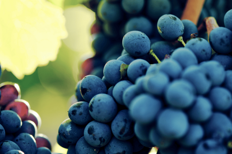 Sangiovese Grosso, o clone que se tornou a uva mais nobre da Itália