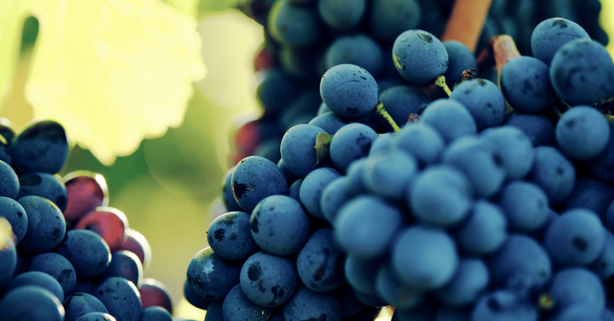 Cachos da uva Sangiovese Grosso.