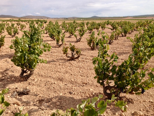 Vinhas da uva Monastrell.