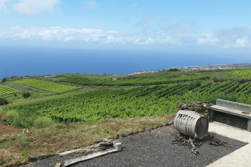 Os vinhos de Tenerife, a maior área vinícola das Ilhas Canárias