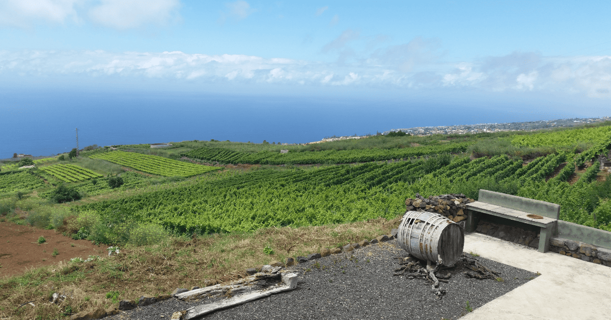 Vinhedo com vista para o mar na ilha de Tenerife.