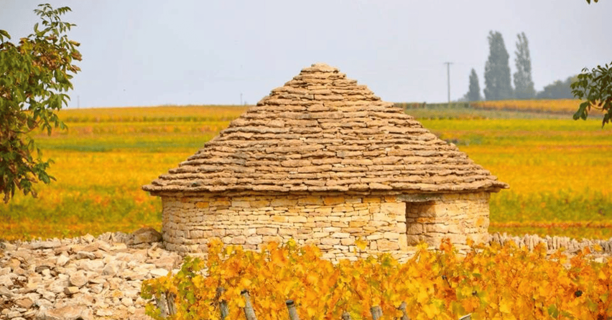 Cabottes em vinhedo na Borgonha.