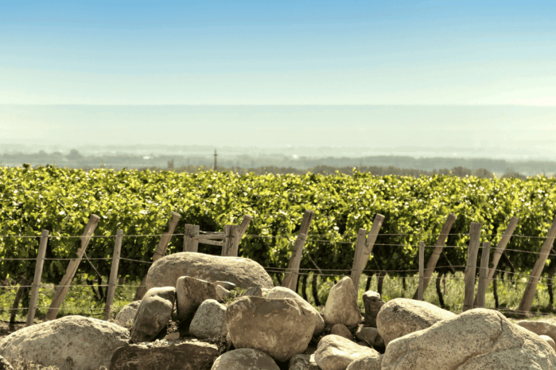 O que é a mineralidade do vinho?