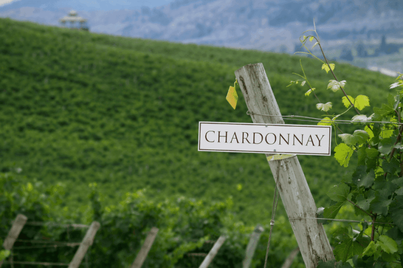 Conhecendo a rainha das brancas, Chardonnay