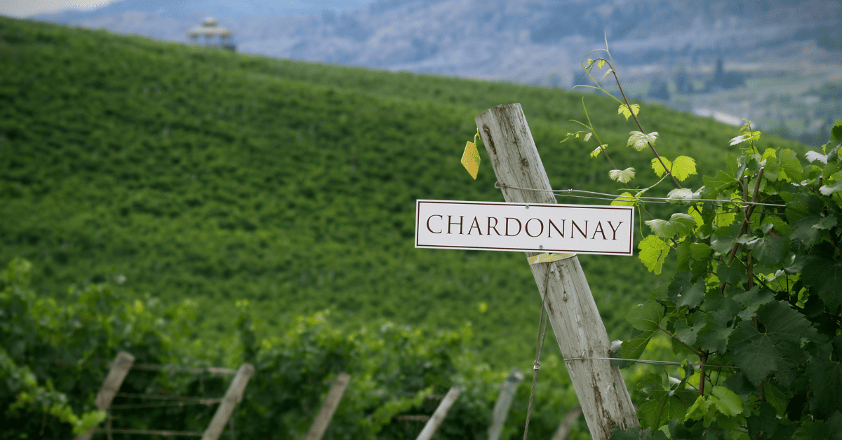 Vista de um vinhado com uma placa no centro com a palavra Chardonnay escrita.