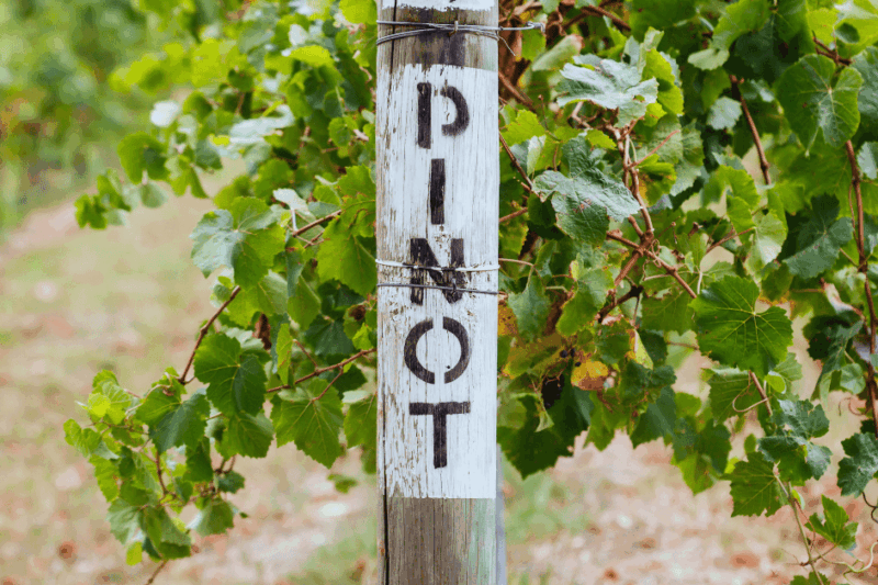 Pinot Grigio, a “ovelha cinza” da família Pinot