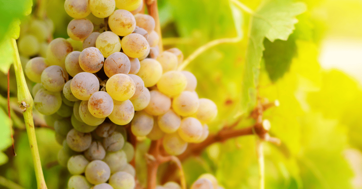 Cachos de uvas da família Muscat.