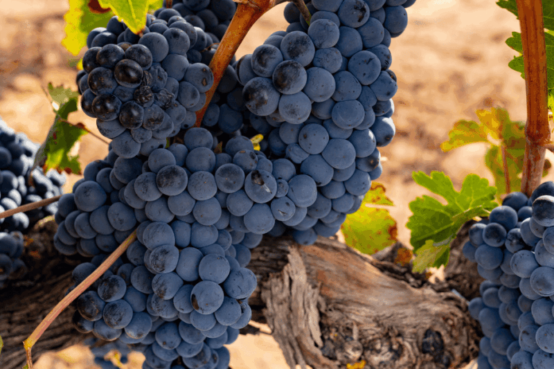 Tinta Roriz, uma uva de muitos nomes e sabores