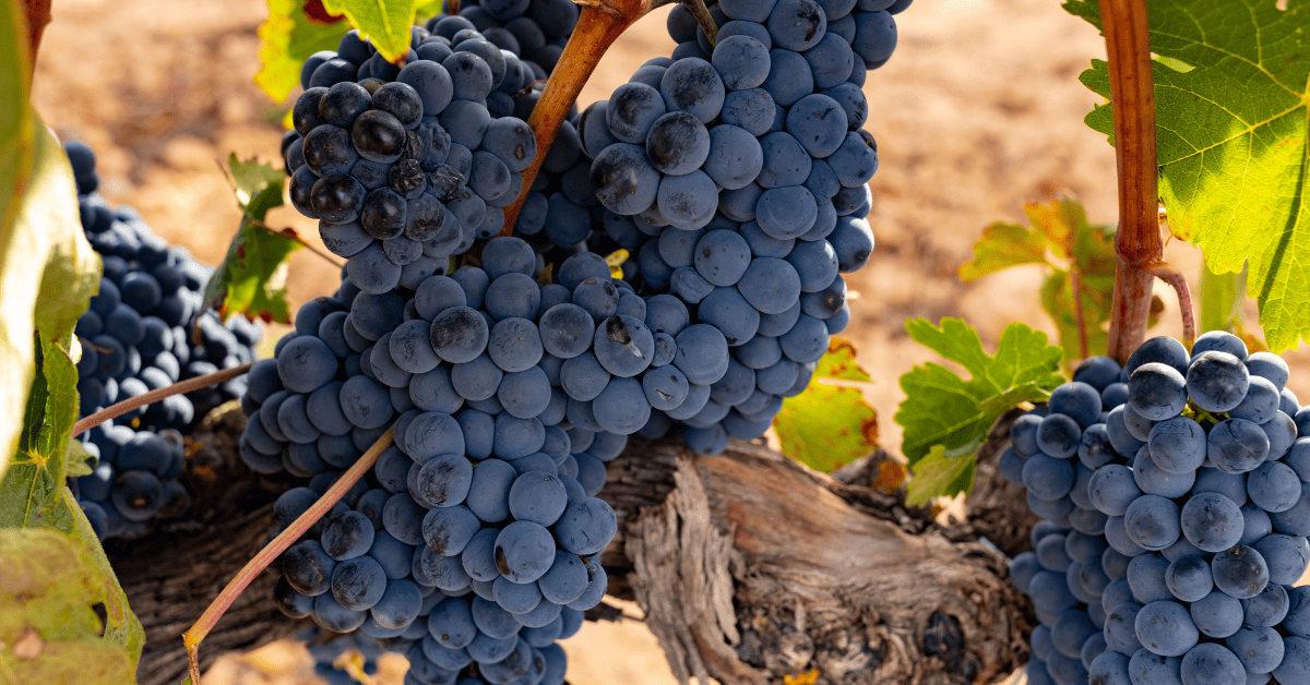 Cachos da uva Tinta Roriz.