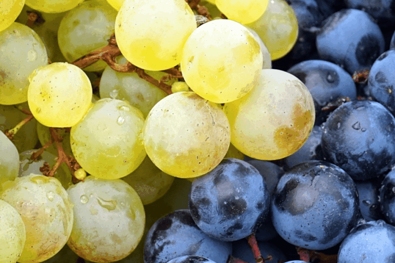 Uvas nativas da América do Norte, a riqueza do Novo Mundo