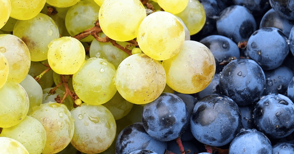 Uvas brancas e tintas nativas da América do Norte.