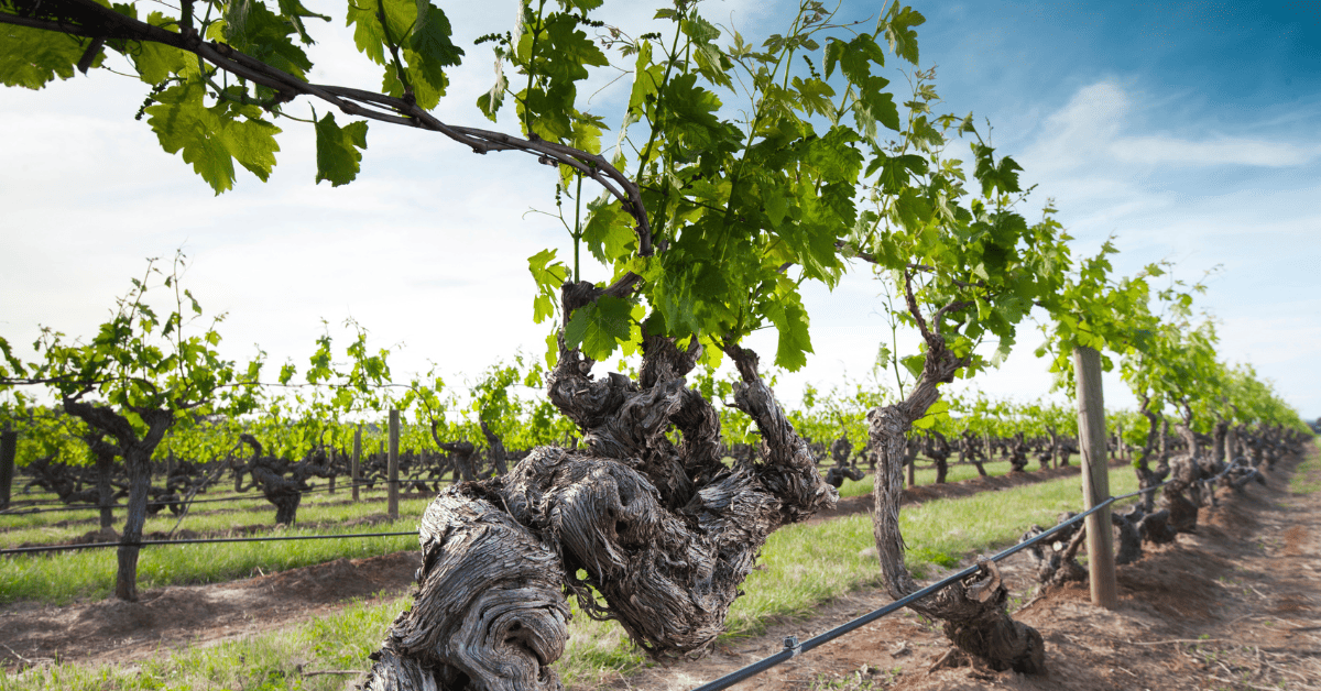 Vinhedo com vinhas velhas.