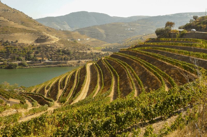 O que são vinhedos em socalcos?