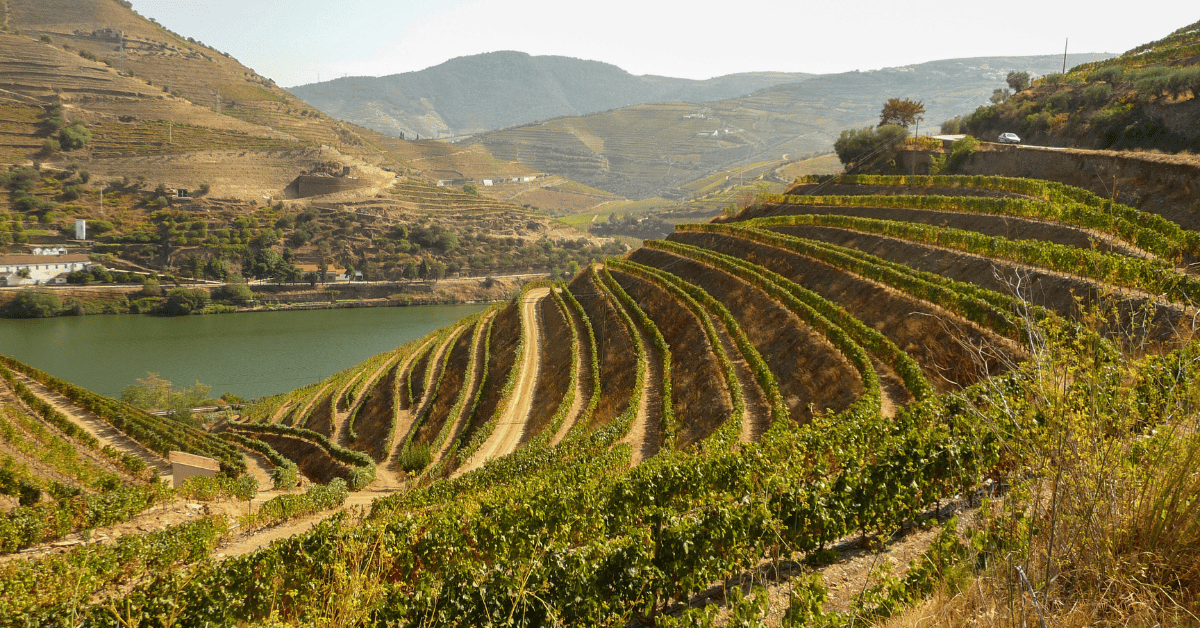 Vinhedos em socalcos.