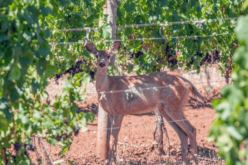 4 animais que prejudicam a produção de uvas