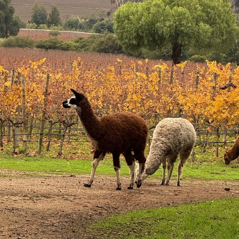 Lhamas andando em um vinhedo.