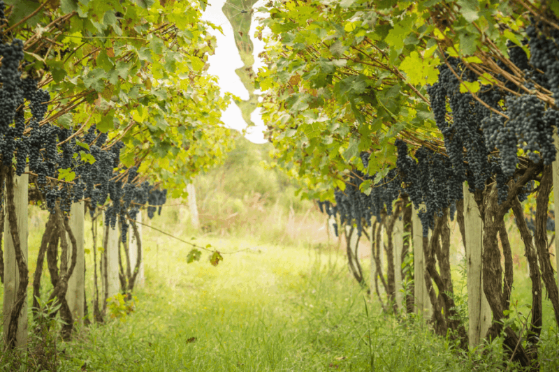 Uva Rara, a tinta italiana que diz tudo com seu nome