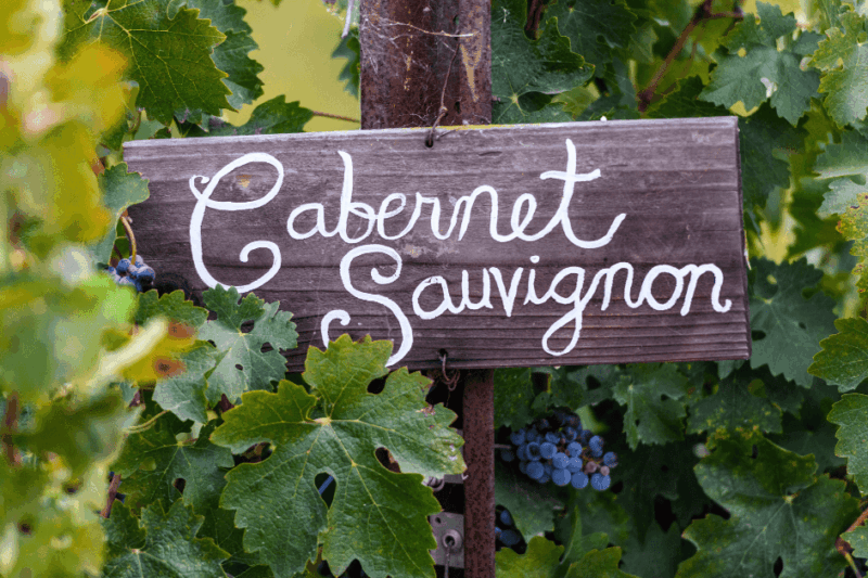 Por que a Cabernet Sauvignon é a “rainha das tintas”?