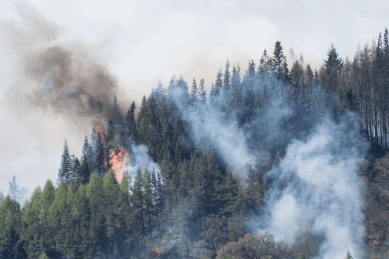 Como os incêndios florestais afetam o vinho?