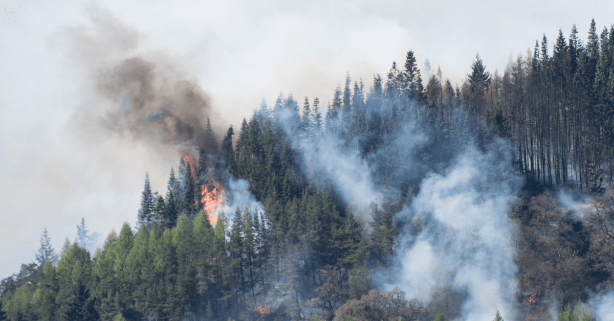 Fumaça saindo de copas de árvores, causada por incêndios florestais.