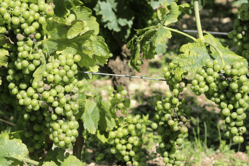 Mondeuse Blanche, a quase extinta uva branca da França