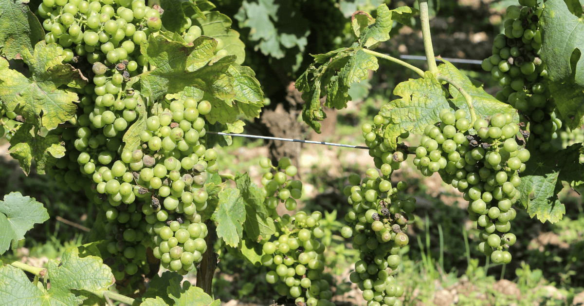 Cachos da uva branca Mondeuse Blanche.