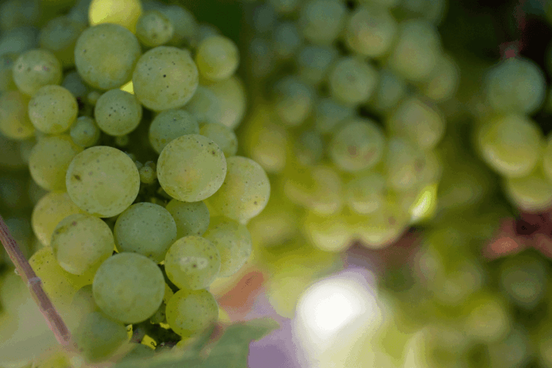 Cachos da uva branca Fernão Pires vistos de perto.