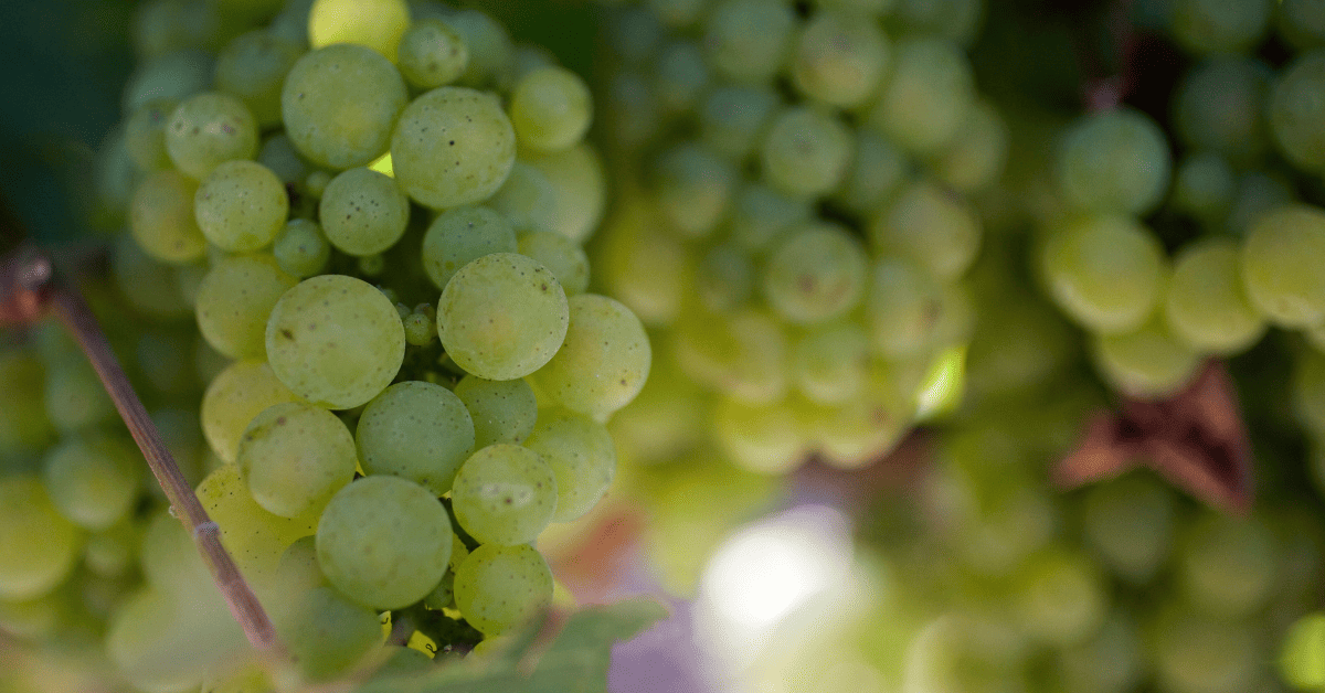 Cachos da uva branca Fernão Pires vistos de perto.