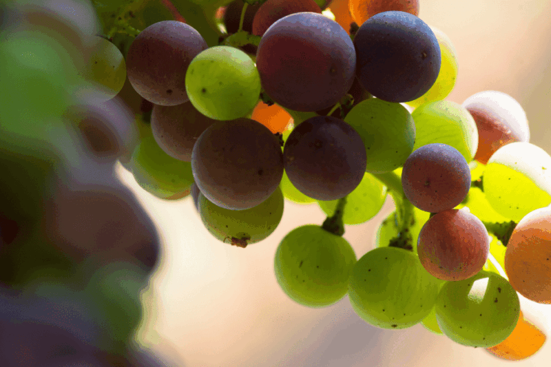 Cacho de uva em veraison mudando de cor.