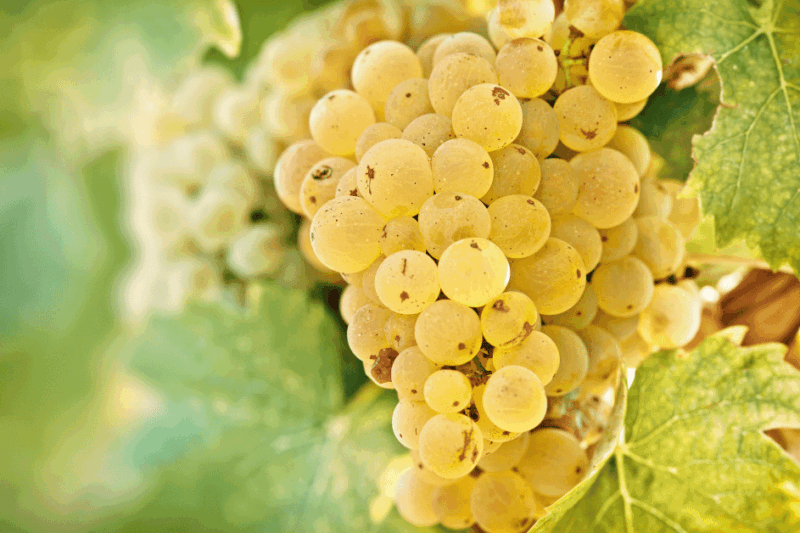 Cacho da uva branca Riesling Itálico.